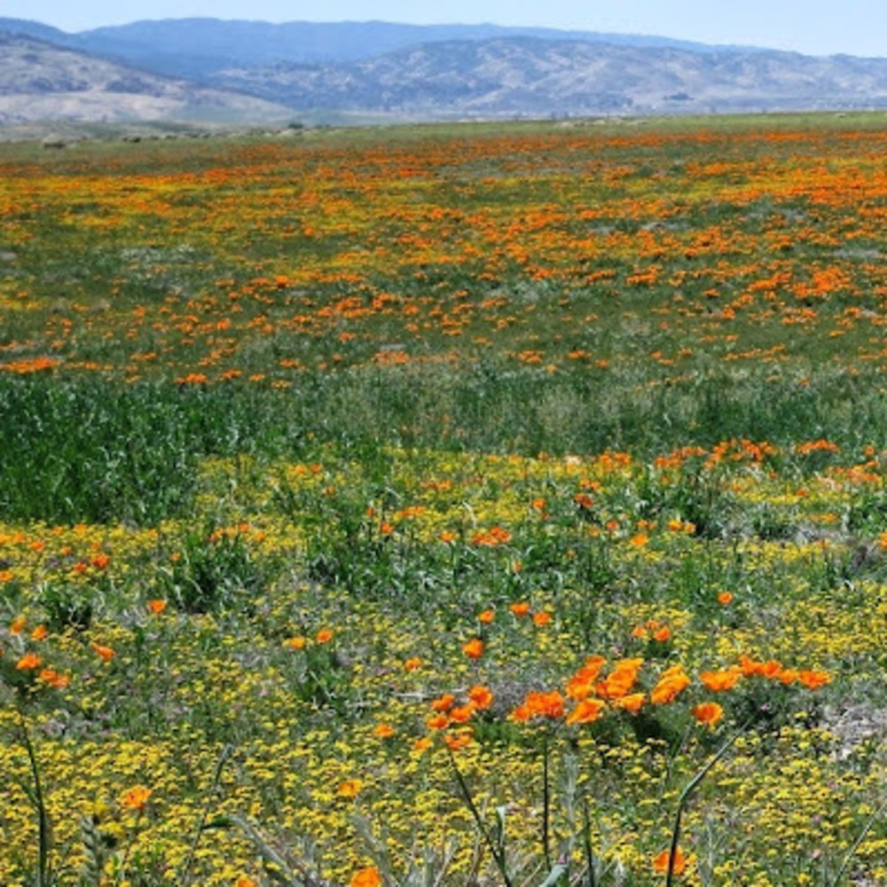 Meet your Posher, Cassidy